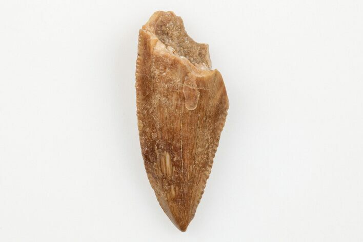 Serrated, Raptor Tooth - Real Dinosaur Tooth #203501